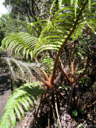 Hawaii Kauai – Alakai Swamp Hike Plants