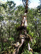 Hawaii Kauai – Alaka’i Swamp Hike – Unique Tree