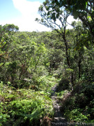 Hawaii Kauai – Alakai Swamp – Kilohana Lookout Hike