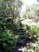 Hawaii Kauai – Alaka’i Swamp Trail