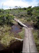 Hawaii Kauai – Alakai Swamp Trail Broken Boardwalk