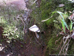 Hawaii Kauai – Alakai Swamp Trail Mushroom