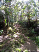 Hawaii Kauai – Pihea – Alaka’i Swamp Hike