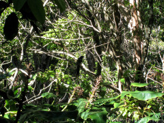 Hawaii Kauai – Pihea – Alakai Swamp Hike Bird