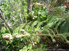 Hawaii Kauai – Pihea  Alakai Swamp Hike Plants