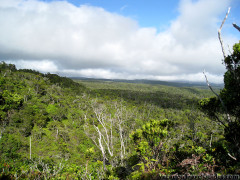 Hawaii Kauai – Pihea – Alakai Swamp Hike View