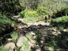 Hawaii Kauai – Pihea – Alaka’i Swamp Trail Creek