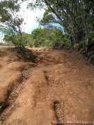 Hawaii Kauai – Pihea – Alakai Swamp Trail Dirt