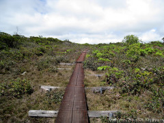 Hawaii Kauai – Pihea – Alaka’i Swamp Trail – Kilohana Lookout Hike Boardwalk