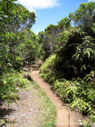 Hawaii Kauai – Pihea – Alakai Swamp Trail – Kilohana Lookout Pathway