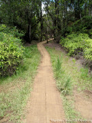 Hawaii Kauai – Pihea – Alaka’i Swamp Trail Nature