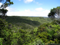 Hawaii Kauai – Pihea – Alaka’i Swamp Trail – Scenic View