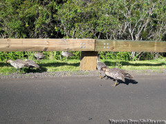 Hawaii Kauai – Pihea Geese