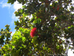 Hawaii Kauai – Pihea Plants