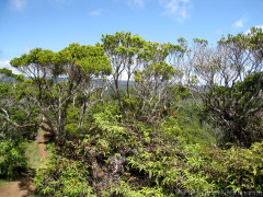 Hawaii Kauai – Pihea Tree Formations