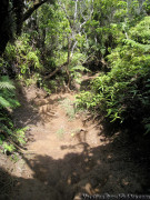 Hawaii Kauai – Pihea – Vista Trail