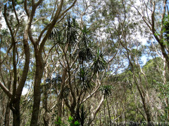 Kauai Hawaii - Waimea Canyon Trail - Exotic Trees