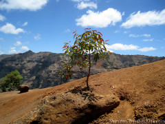 Hawaii - Waimea Canyon Trail - Waipo'o Falls Tree